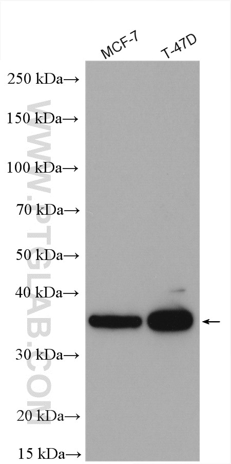 Western Blot (WB) analysis of various lysates using STARD10 Polyclonal antibody (17048-1-AP)