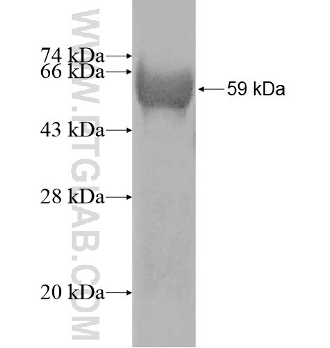 STARD10 fusion protein Ag10705 SDS-PAGE