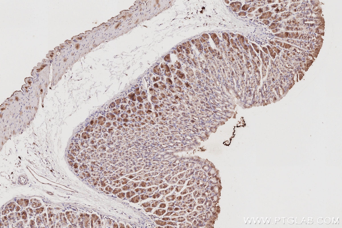 Immunohistochemistry (IHC) staining of mouse stomach tissue using STARD13 Polyclonal antibody (21325-1-AP)