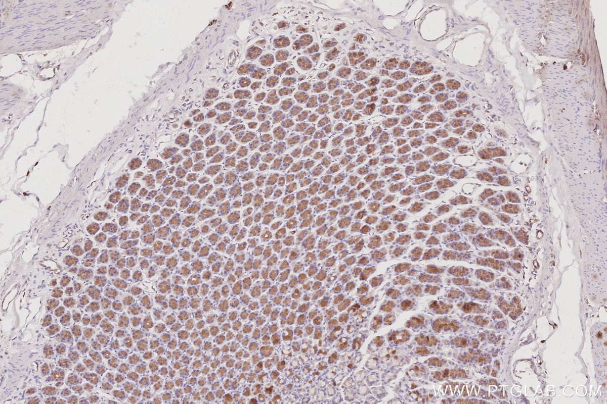 Immunohistochemistry (IHC) staining of rat stomach tissue using STARD13 Polyclonal antibody (21325-1-AP)