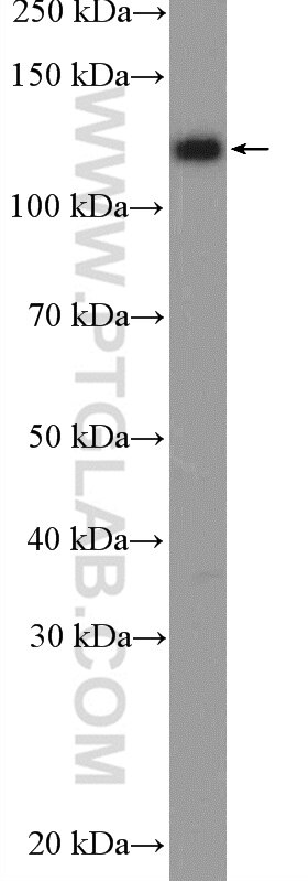 Western Blot (WB) analysis of MCF-7 cells using STARD13 Polyclonal antibody (21325-1-AP)