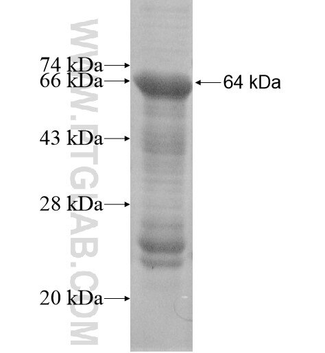 STARD13 fusion protein Ag15012 SDS-PAGE