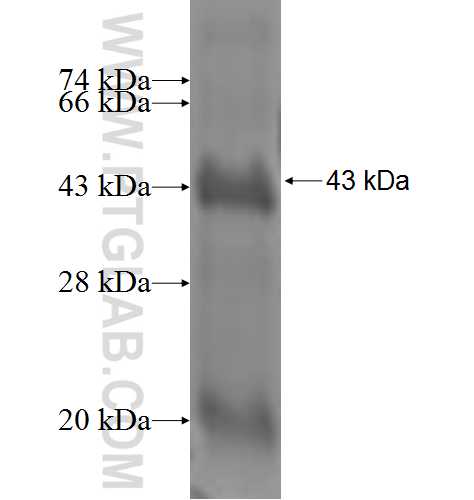 STARD4 fusion protein Ag4843 SDS-PAGE