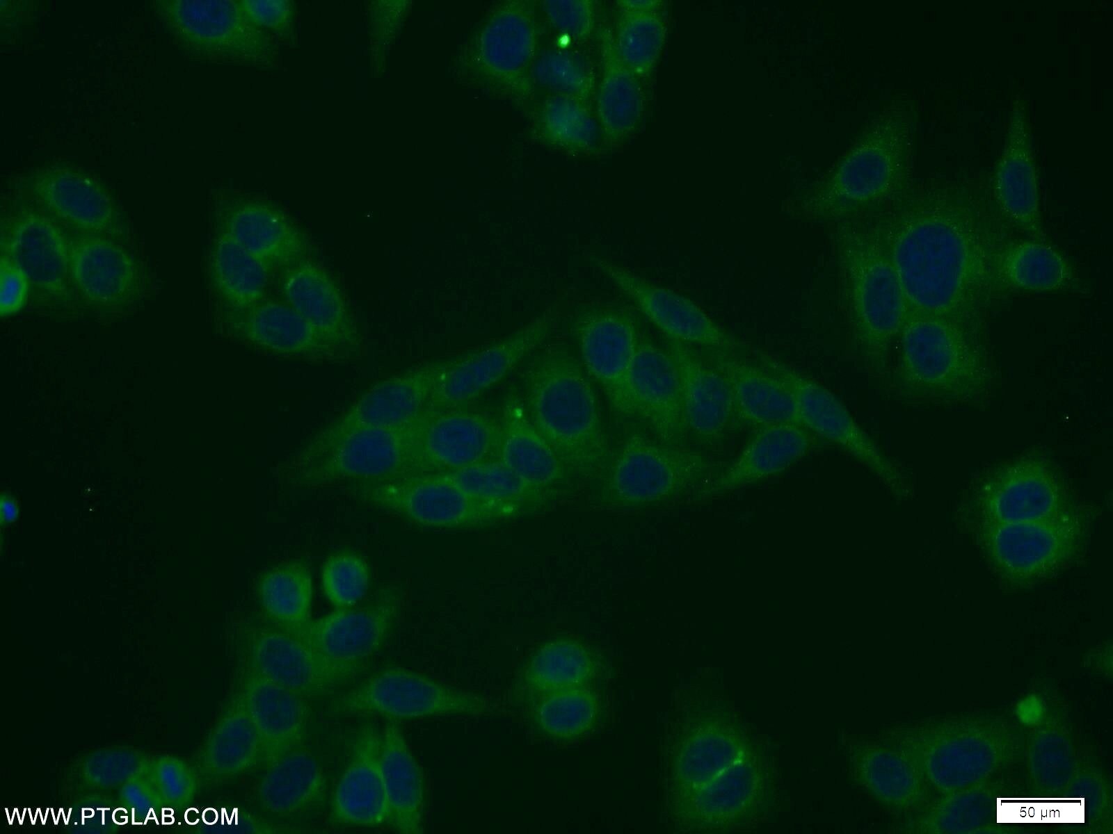 Immunofluorescence (IF) / fluorescent staining of HepG2 cells using STARD5 Polyclonal antibody (10487-1-AP)