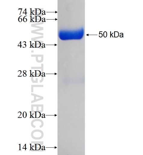 STARD5 fusion protein Ag0753 SDS-PAGE