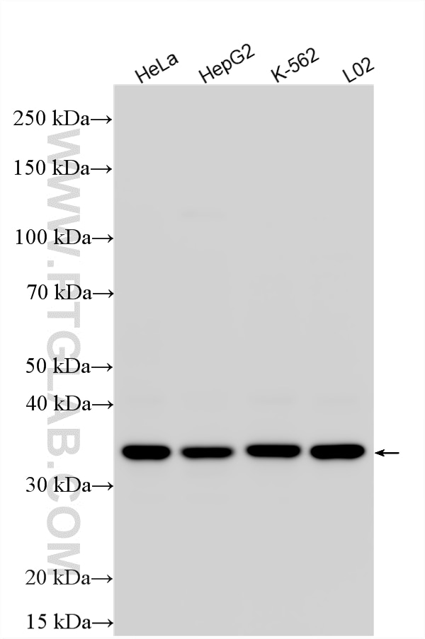 Western Blot (WB) analysis of various lysates using STARD7 Polyclonal antibody (15689-1-AP)
