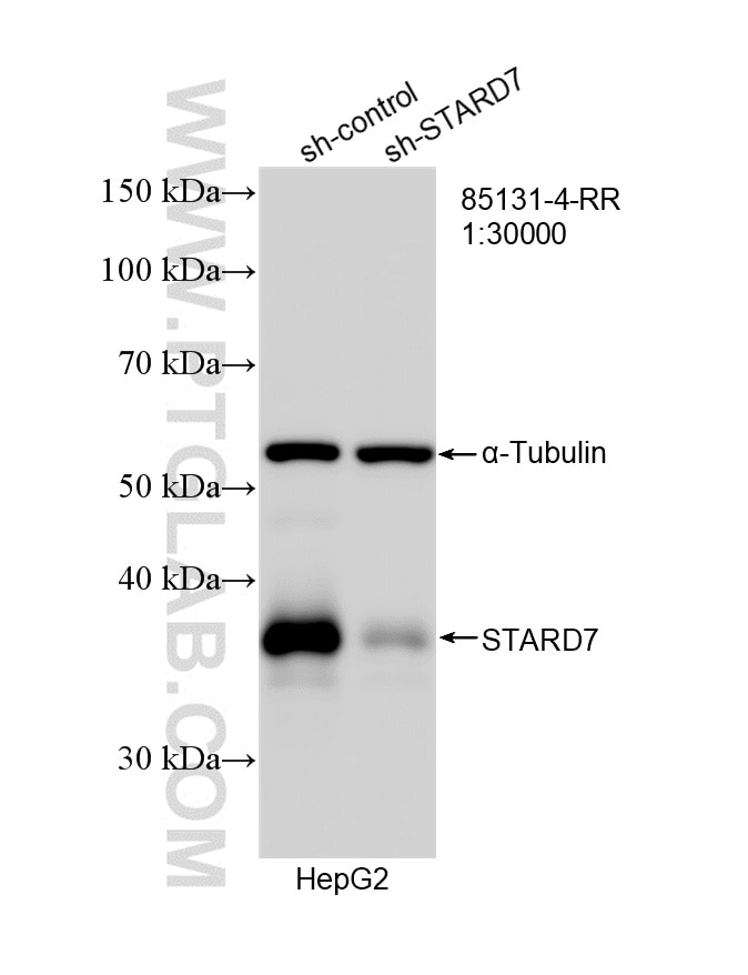 WB analysis of HepG2 using 85131-4-RR (same clone as 85131-4-PBS) Western Blot (WB) analysis of HepG2 cells using STARD7 Recombinant monoclonal antibody (85131-4-RR)