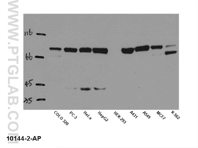 WB analysis of multi-cells using 10144-2-AP