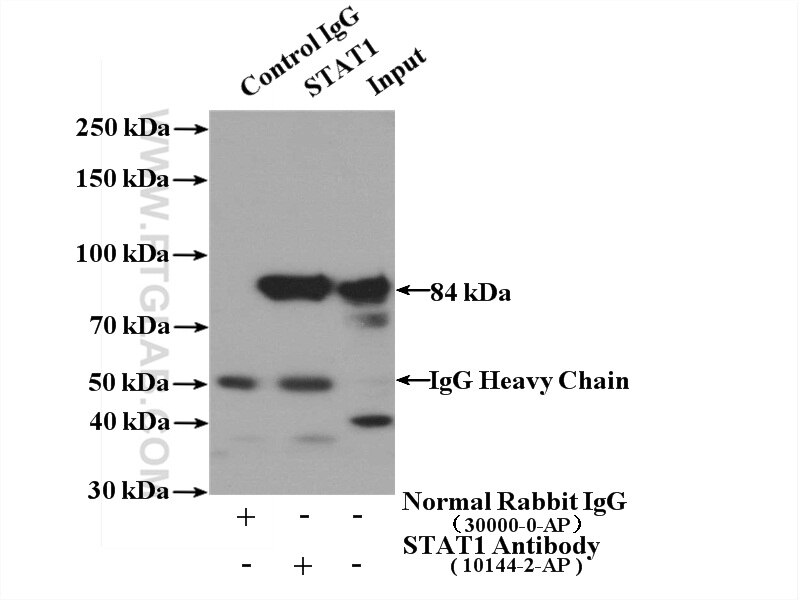 Immunoprecipitation (IP) experiment of PC-3 cells using STAT1 Polyclonal antibody (10144-2-AP)