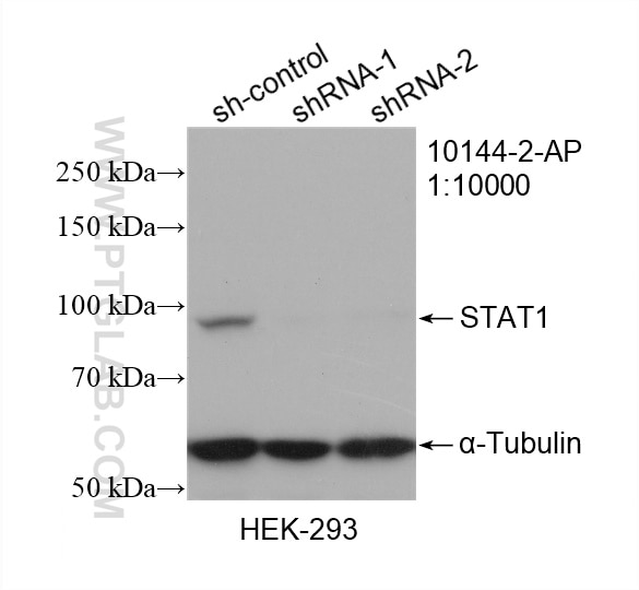 Western Blot (WB) analysis of HEK-293 cells using STAT1 Polyclonal antibody (10144-2-AP)