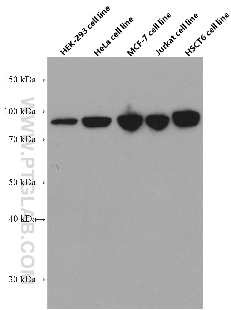 Western Blot (WB) analysis of various lysates using STAT1 Monoclonal antibody (66545-1-Ig)