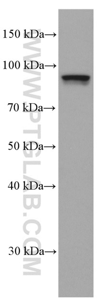 Western Blot (WB) analysis of NIH/3T3 cells using STAT1 Monoclonal antibody (66545-1-Ig)