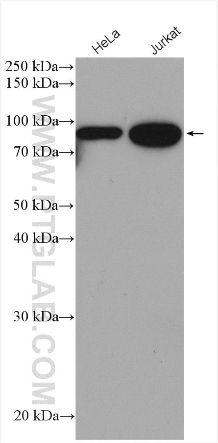 Western Blot (WB) analysis of various lysates using STAT1 Monoclonal antibody (66545-1-Ig)