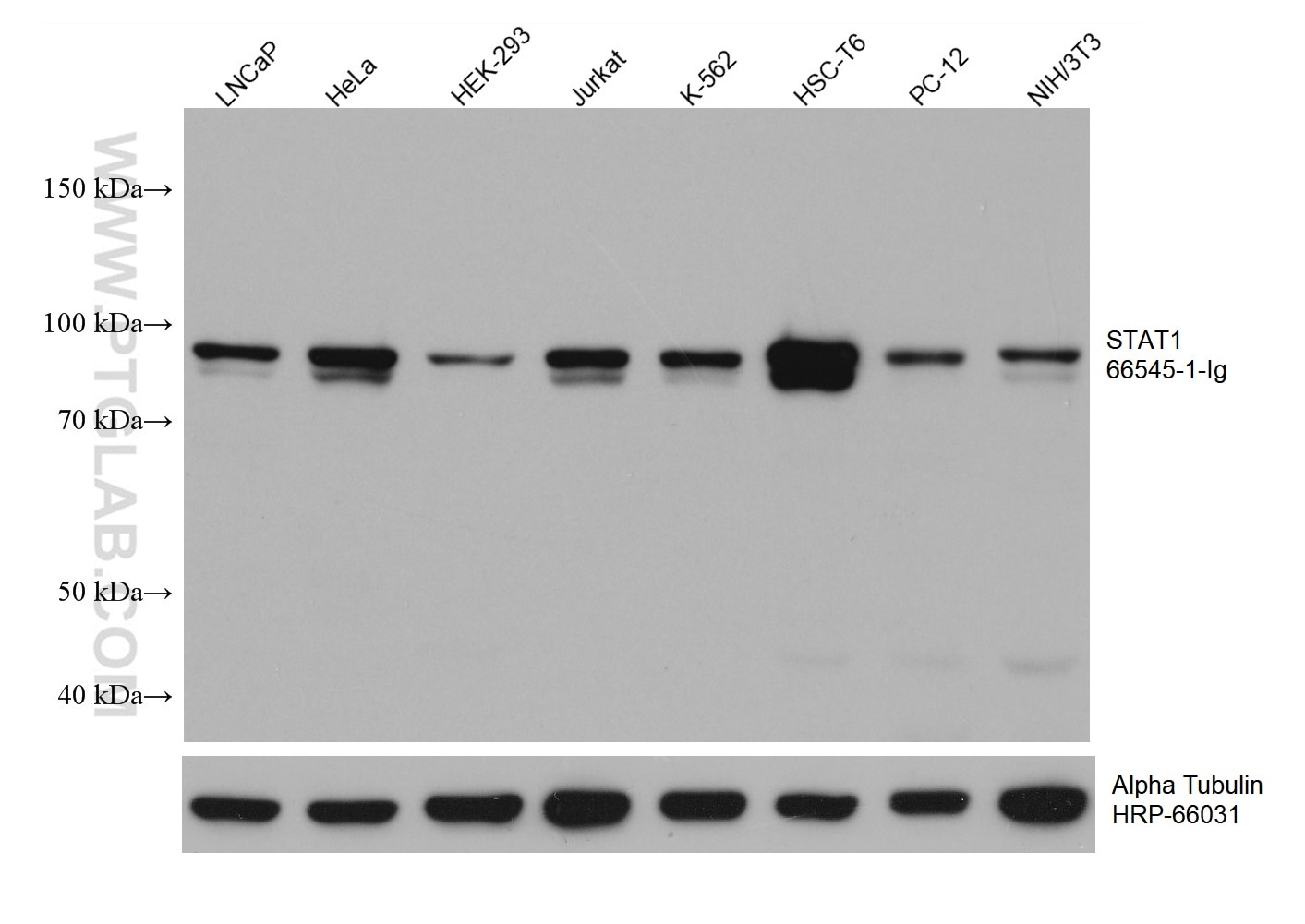 Western Blot (WB) analysis of various lysates using STAT1 Monoclonal antibody (66545-1-Ig)