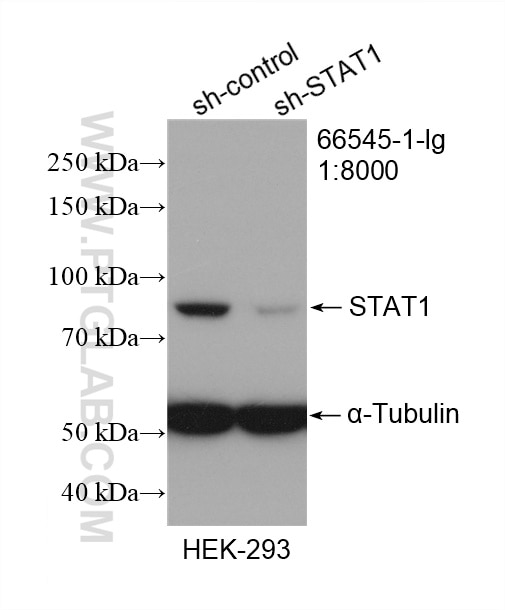Western Blot (WB) analysis of HEK-293 cells using STAT1 Monoclonal antibody (66545-1-Ig)