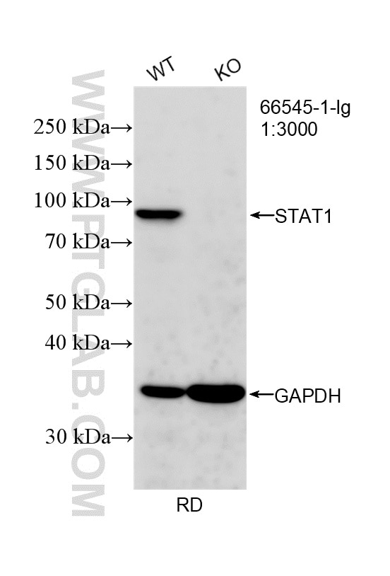 N/A This data was developed using the same antibody clone with 66545-1-PBS in a different storage buffer formulation. Western Blot (WB) analysis of RD cells using STAT1 Monoclonal antibody (66545-1-Ig)