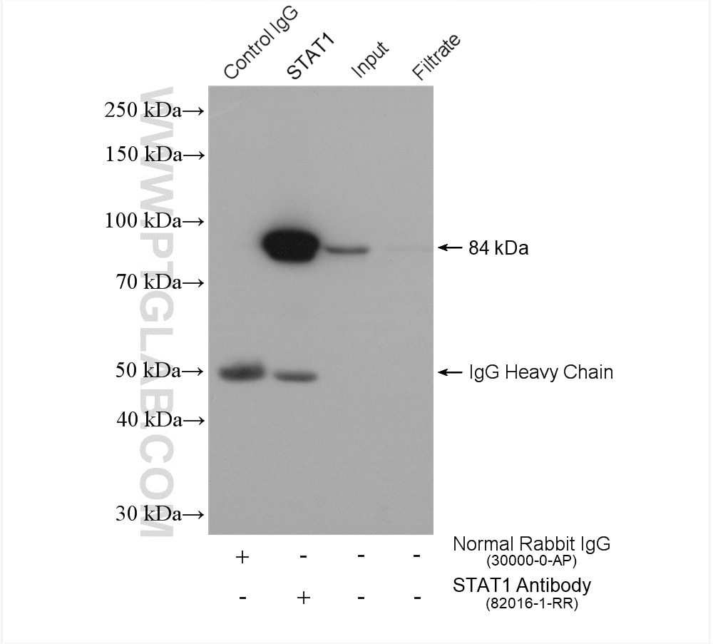 Immunoprecipitation (IP) experiment of PC-3 cells using STAT1 Recombinant antibody (82016-1-RR)