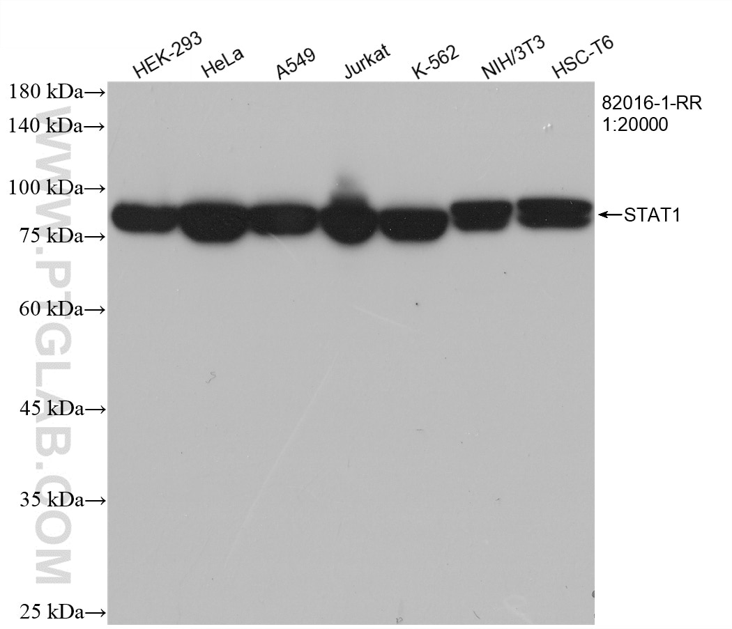 Western Blot (WB) analysis of various lysates using STAT1 Recombinant antibody (82016-1-RR)