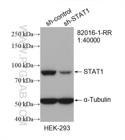 Western Blot (WB) analysis of HEK-293 cells using STAT1 Recombinant antibody (82016-1-RR)