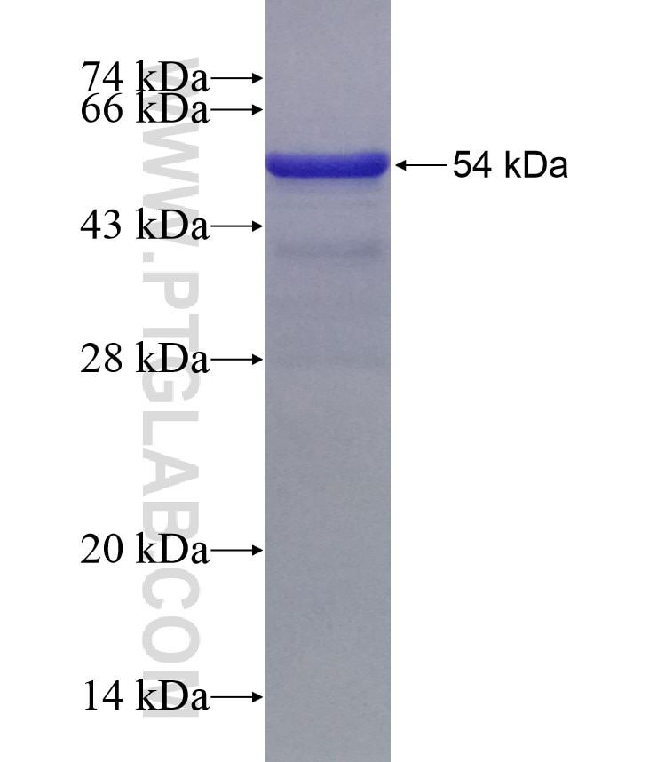 STAT1 fusion protein Ag0199 SDS-PAGE