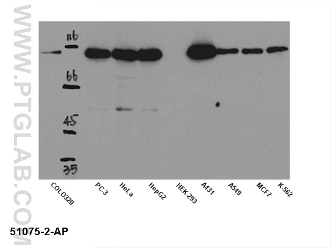 Western Blot (WB) analysis of multi-cells using STAT2 Polyclonal antibody (51075-2-AP)