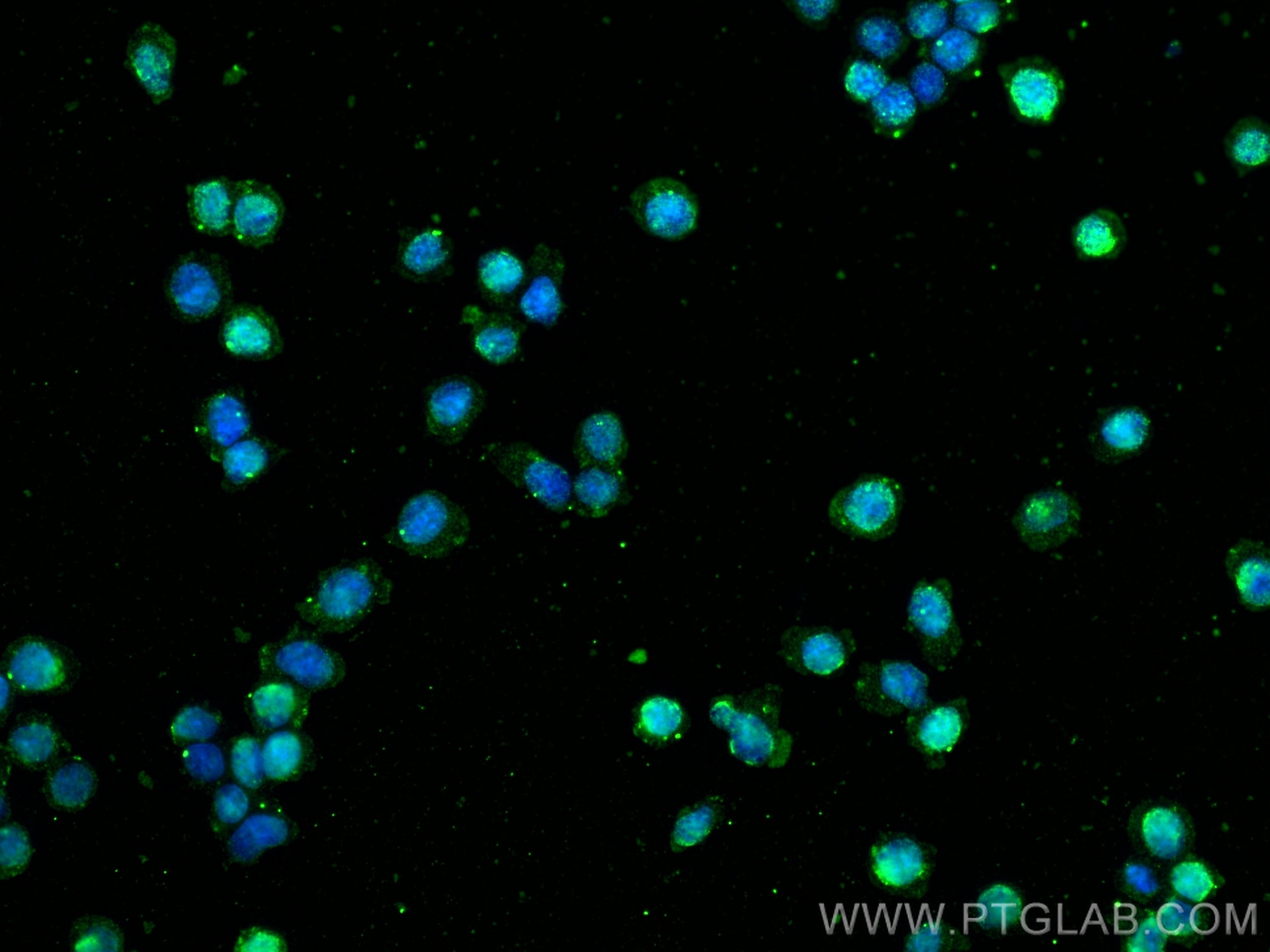 Immunofluorescence (IF) / fluorescent staining of Ramos cells using STAT2 Monoclonal antibody (66485-1-Ig)