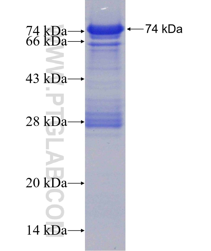 STAT2 fusion protein Ag10168 SDS-PAGE