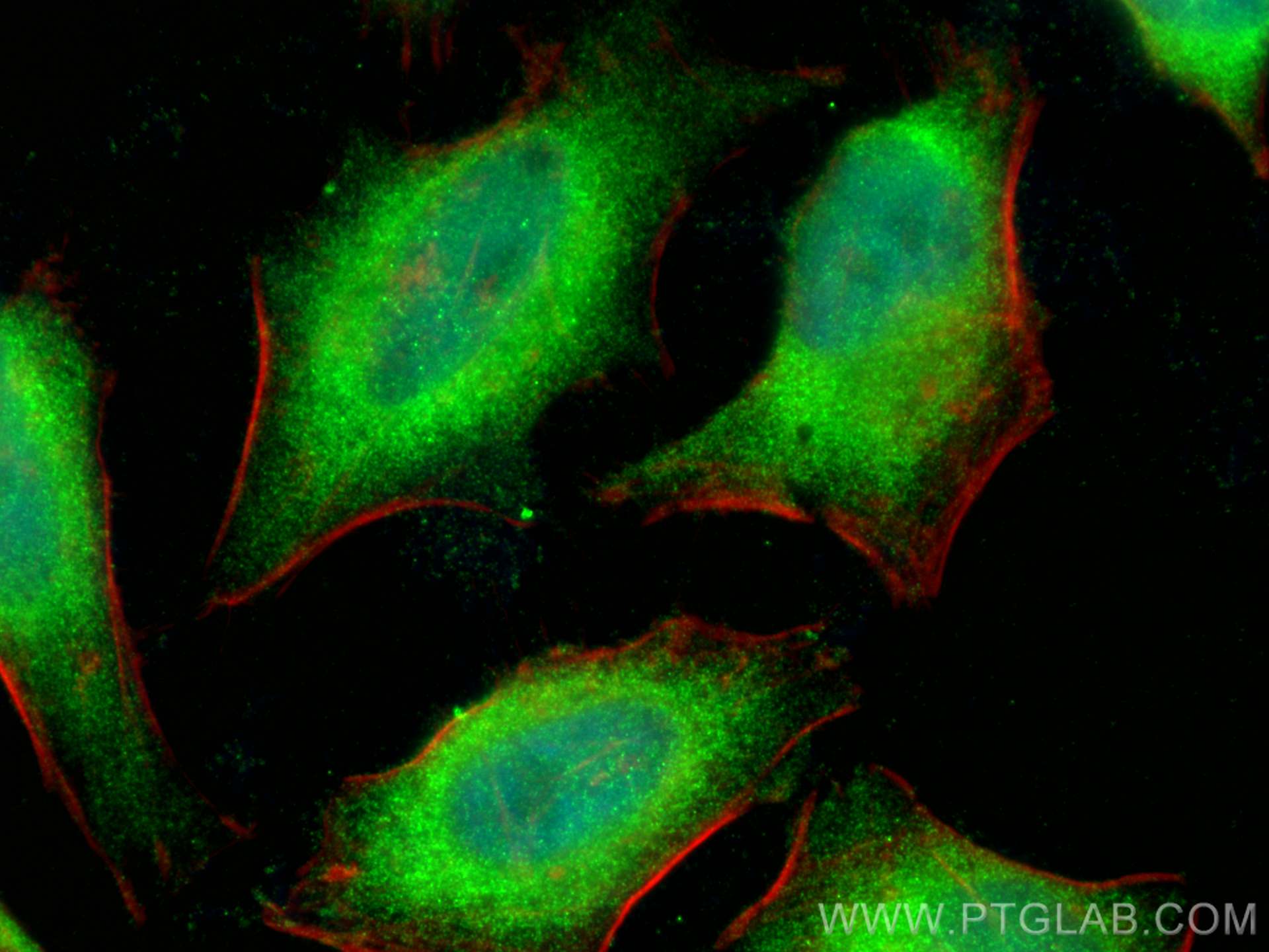 Immunofluorescence (IF) / fluorescent staining of HeLa cells using STAT3 Polyclonal antibody (10253-2-AP)