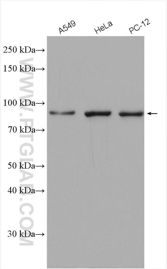 Western Blot (WB) analysis of various lysates using STAT3 Polyclonal antibody (10253-2-AP)