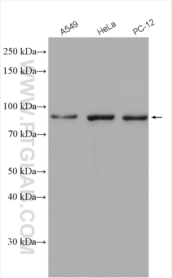 WB analysis using 10253-2-AP