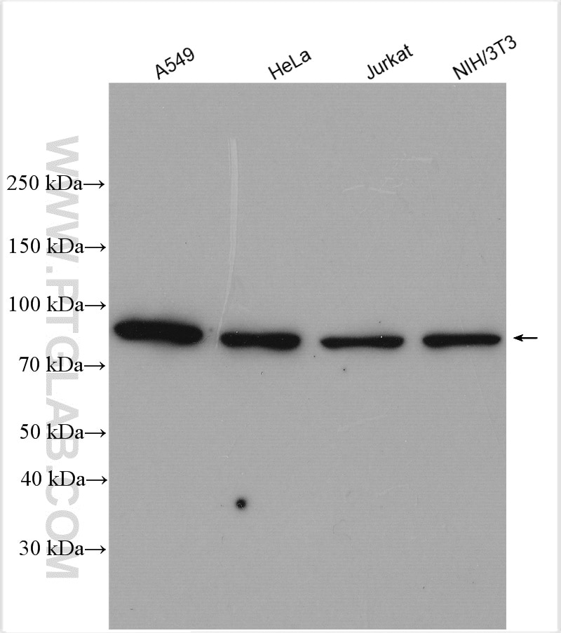 Western Blot (WB) analysis of various lysates using STAT3 Polyclonal antibody (10253-2-AP)