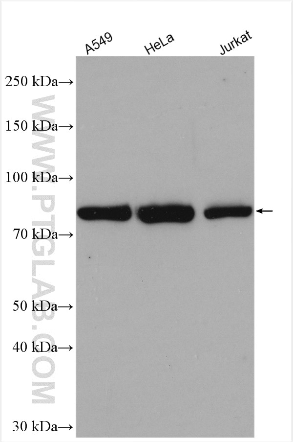 Western Blot (WB) analysis of A549 cells using STAT3 Polyclonal antibody (10253-2-AP)