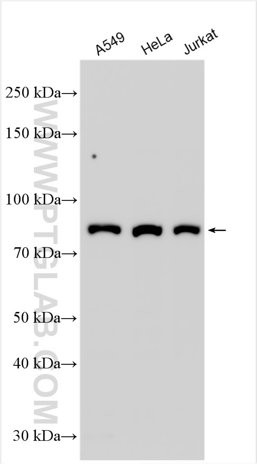 Western Blot (WB) analysis of various lysates using STAT3 Polyclonal antibody (10253-2-AP)