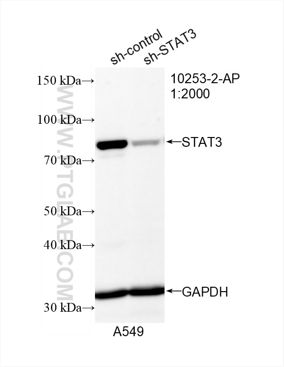 Western Blot (WB) analysis of A549 cells using STAT3 Polyclonal antibody (10253-2-AP)