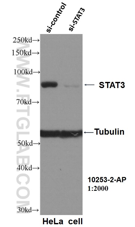 Western Blot (WB) analysis of HeLa cells using STAT3 Polyclonal antibody (10253-2-AP)