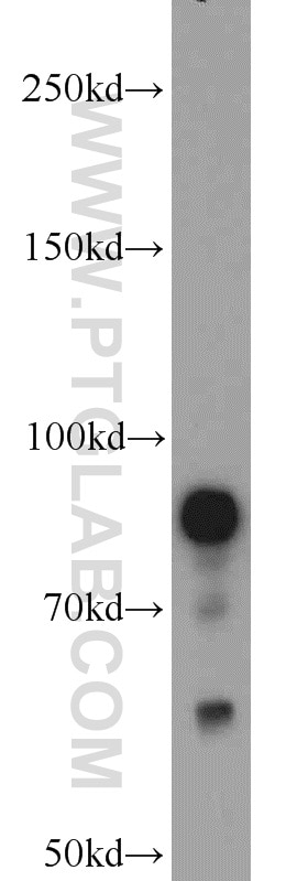 Western Blot (WB) analysis of A549 cells using STAT3 Polyclonal antibody (10253-2-AP)