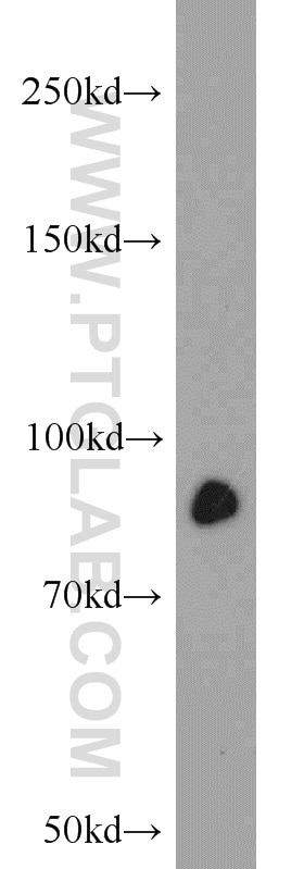 Western Blot (WB) analysis of K-562 cells using STAT3 Polyclonal antibody (10253-2-AP)