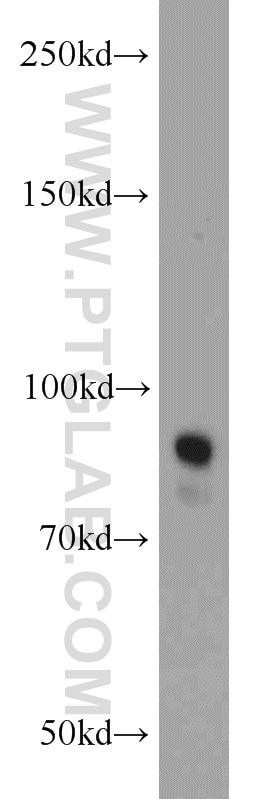 Western Blot (WB) analysis of MCF-7 cells using STAT3 Polyclonal antibody (10253-2-AP)