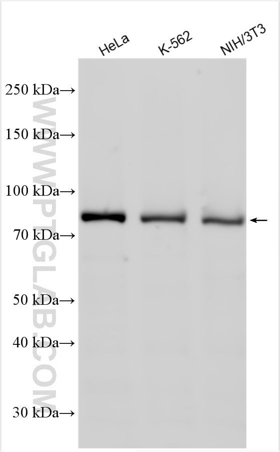 Western Blot (WB) analysis of various lysates using STAT3 Polyclonal antibody (51076-2-AP)