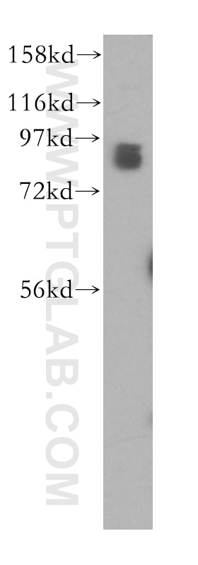 Western Blot (WB) analysis of K-562 cells using STAT3 Polyclonal antibody (51076-2-AP)