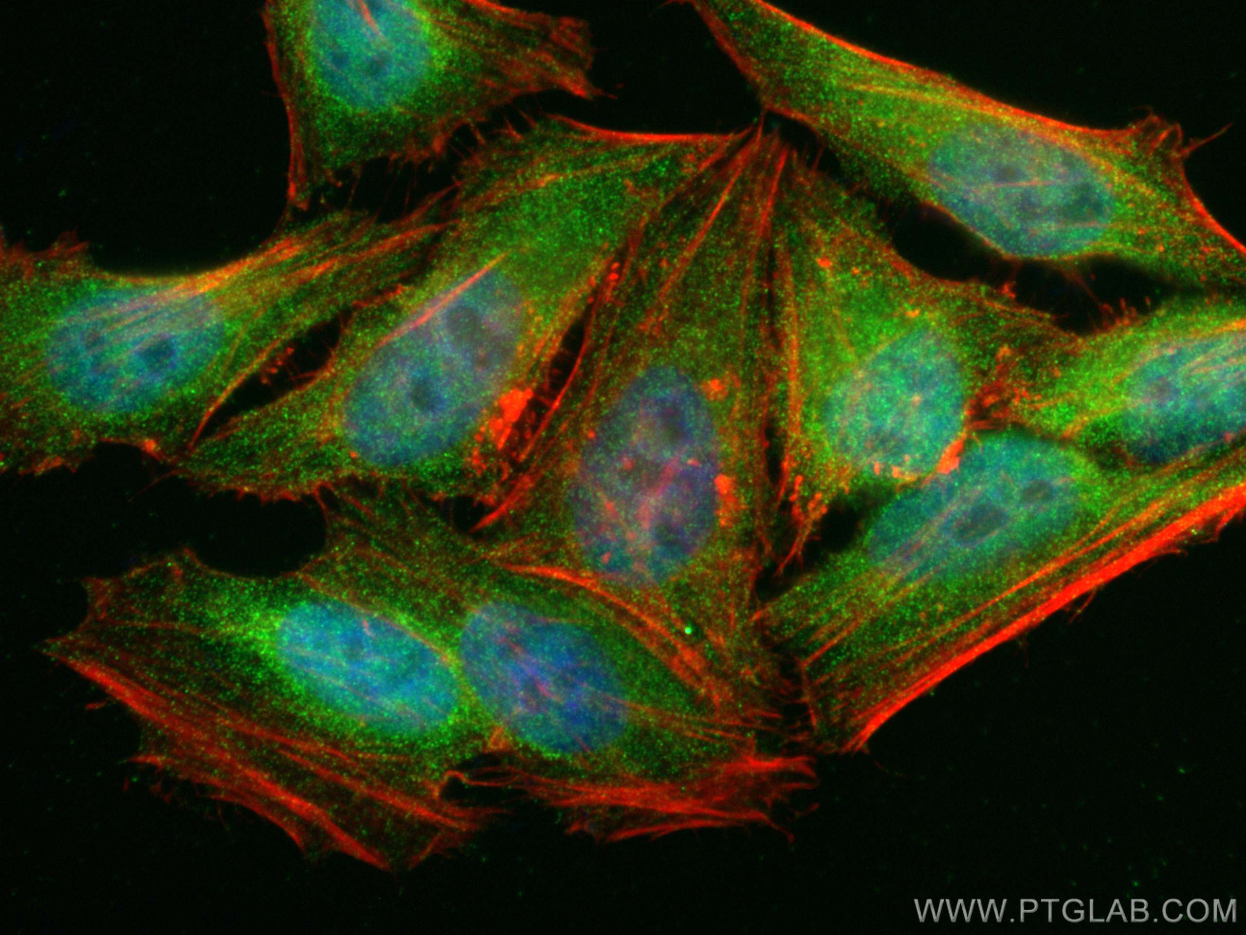 Immunofluorescence (IF) / fluorescent staining of HepG2 cells using STAT3 Monoclonal antibody (60199-1-Ig)