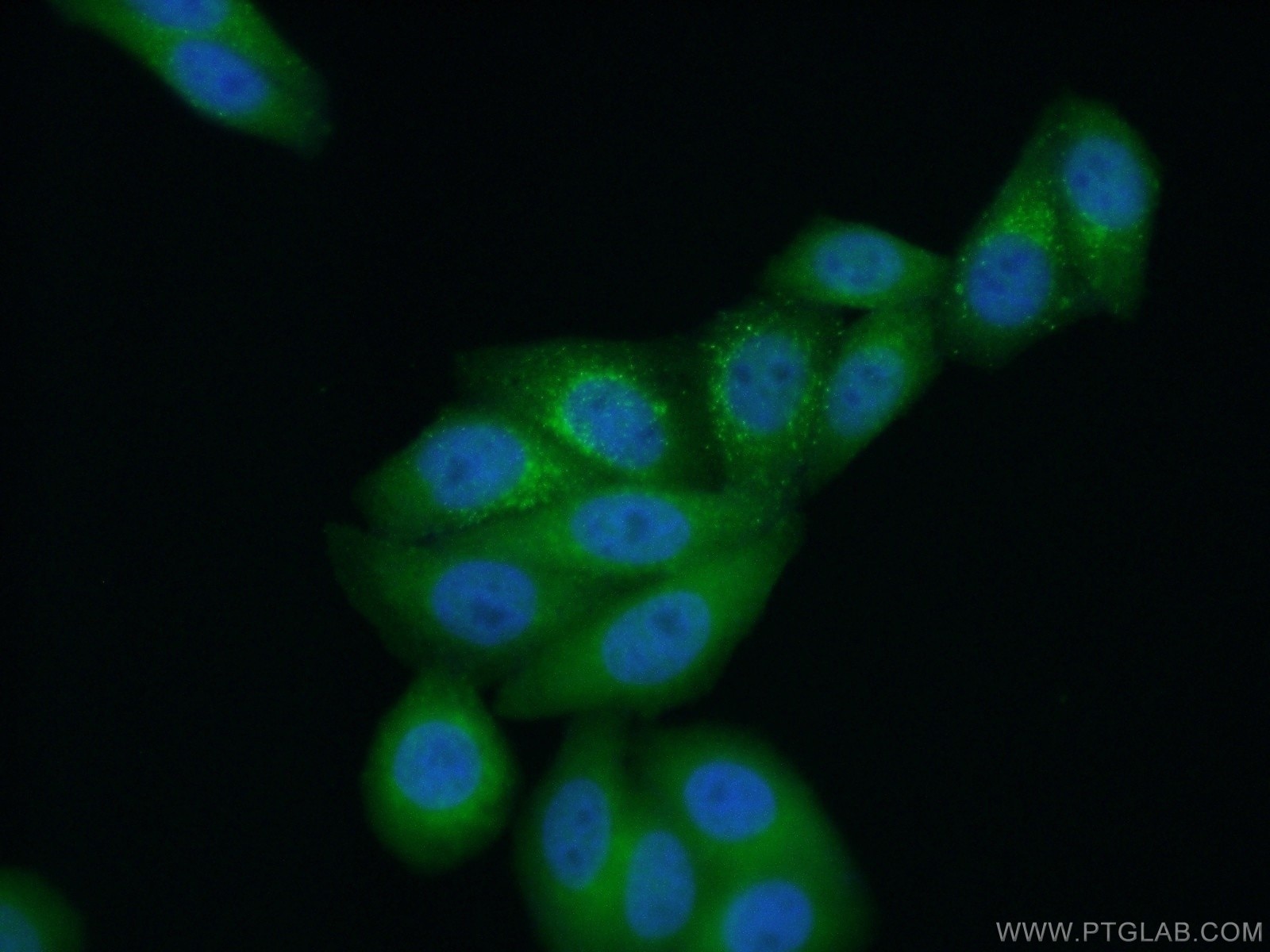 Immunofluorescence (IF) / fluorescent staining of HepG2 cells using STAT3 Monoclonal antibody (60199-1-Ig)