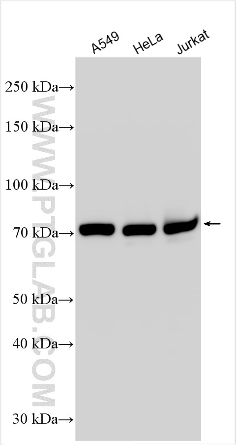 Western Blot (WB) analysis of various lysates using STAT3 Monoclonal antibody (60199-1-Ig)