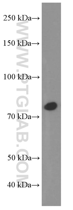 Western Blot (WB) analysis of Jurkat cells using STAT3 Monoclonal antibody (60199-1-Ig)