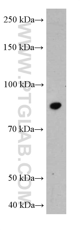 Western Blot (WB) analysis of RAW 264.7 cells using STAT3 Monoclonal antibody (60199-1-Ig)