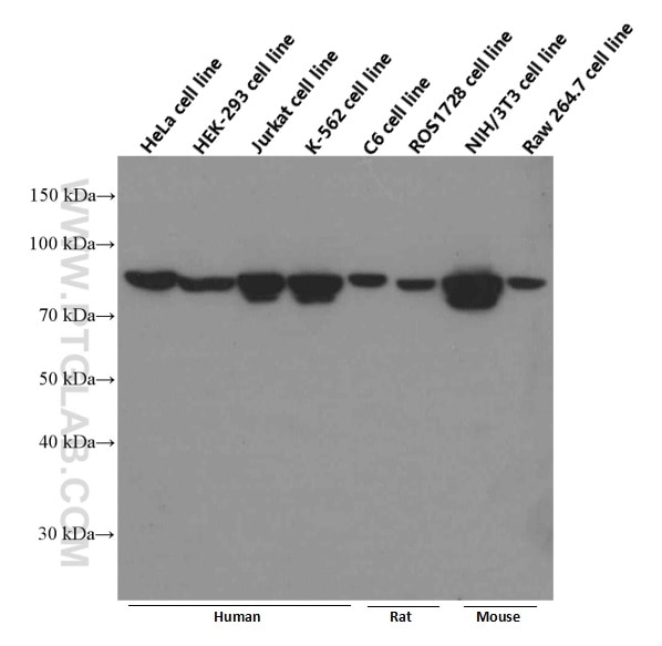 Western Blot (WB) analysis of HeLa cells using STAT3 Monoclonal antibody (60199-1-Ig)