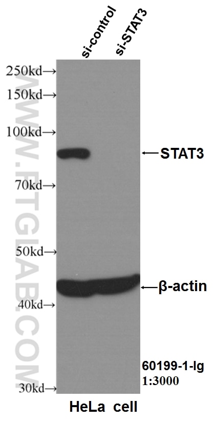 Western Blot (WB) analysis of HeLa cells using STAT3 Monoclonal antibody (60199-1-Ig)