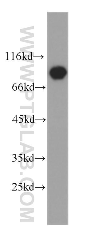 Western Blot (WB) analysis of HeLa cells using STAT3 Monoclonal antibody (60199-1-Ig)