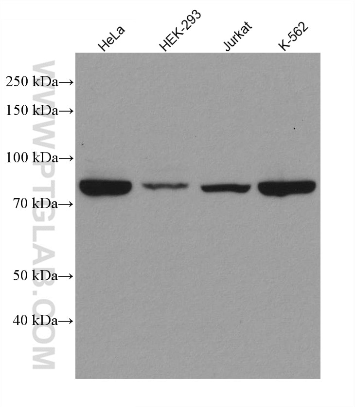 Western Blot (WB) analysis of various lysates using STAT3 Recombinant antibody (80149-1-RR)