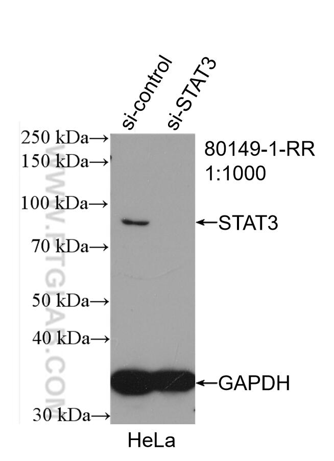 Western Blot (WB) analysis of HeLa cells using STAT3 Recombinant antibody (80149-1-RR)